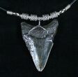 Megalodon Tooth Necklace #4045-2